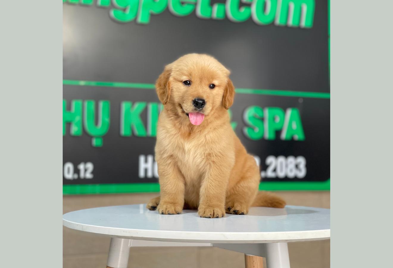 Golden Retriever - Màu Đỏ Bò (MS 02)
