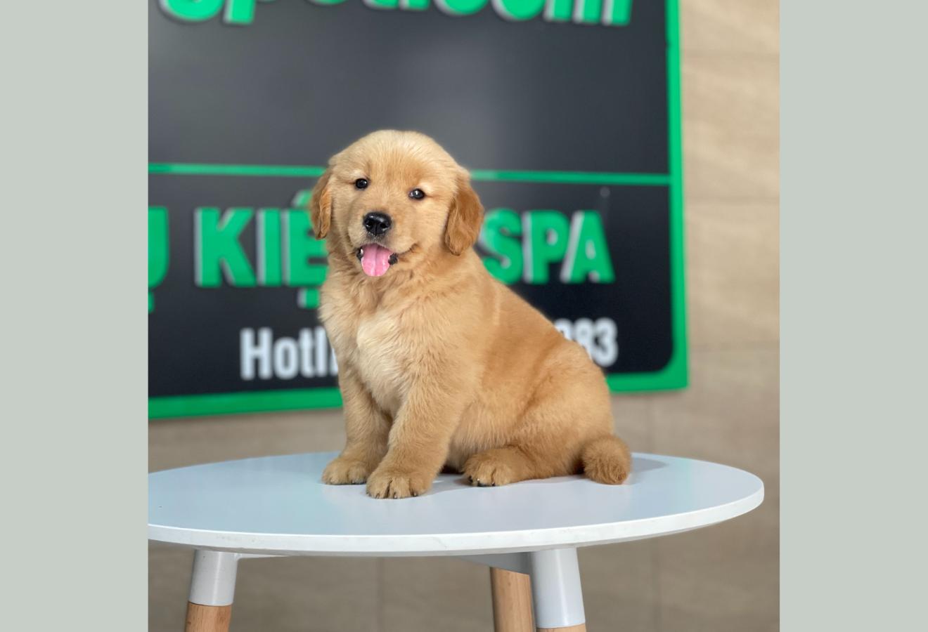 Golden Retriever - Màu Đỏ Bò (MS 02)