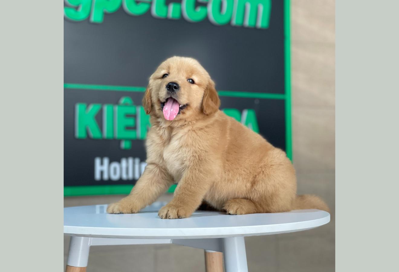 Golden Retriever - Màu Đỏ Bò (MS 02)