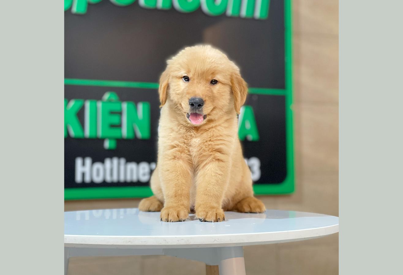 Golden Retriever - Màu Đỏ Bò (MS 04)