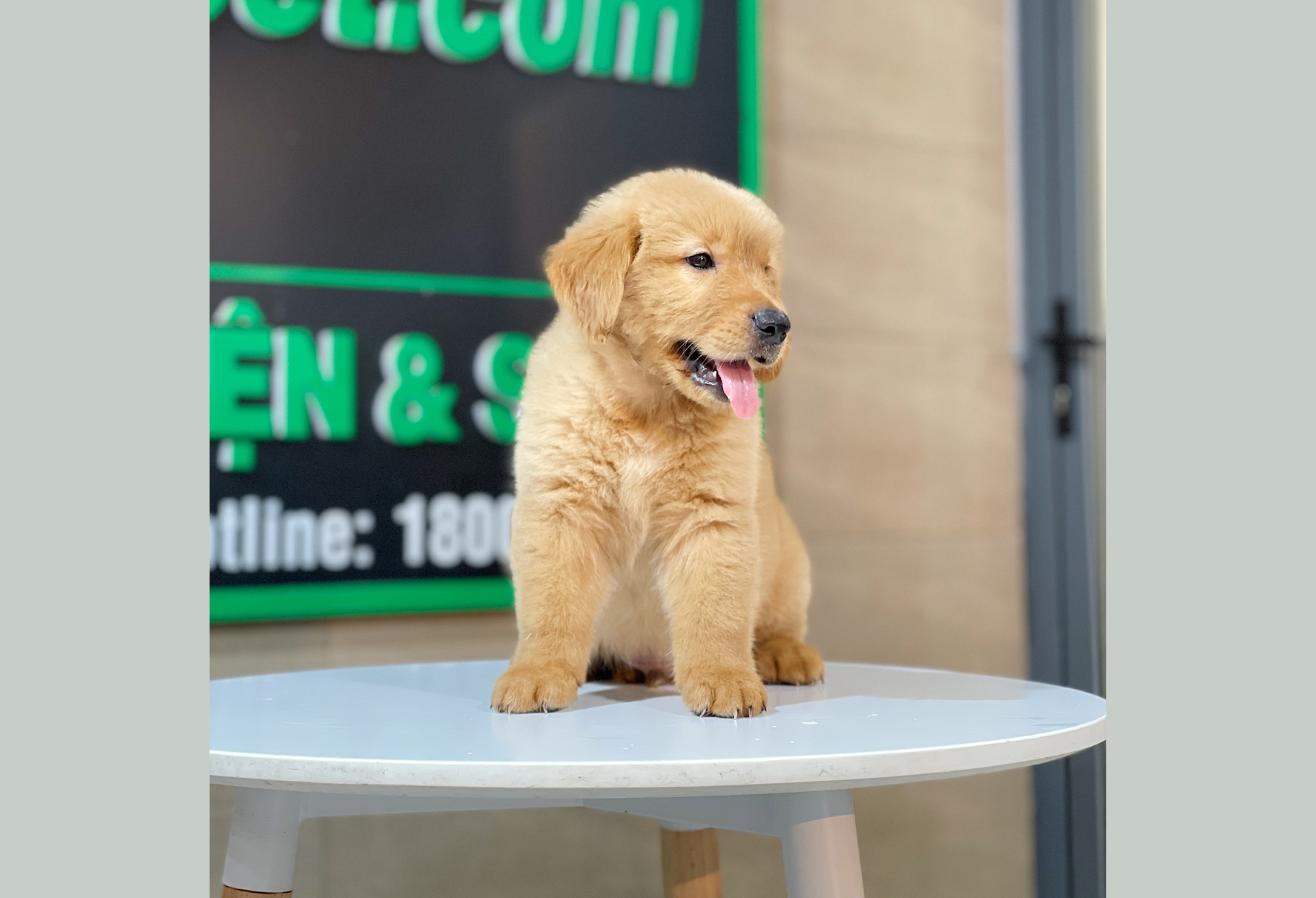 Golden Retriever - Màu Đỏ Bò (MS 04)