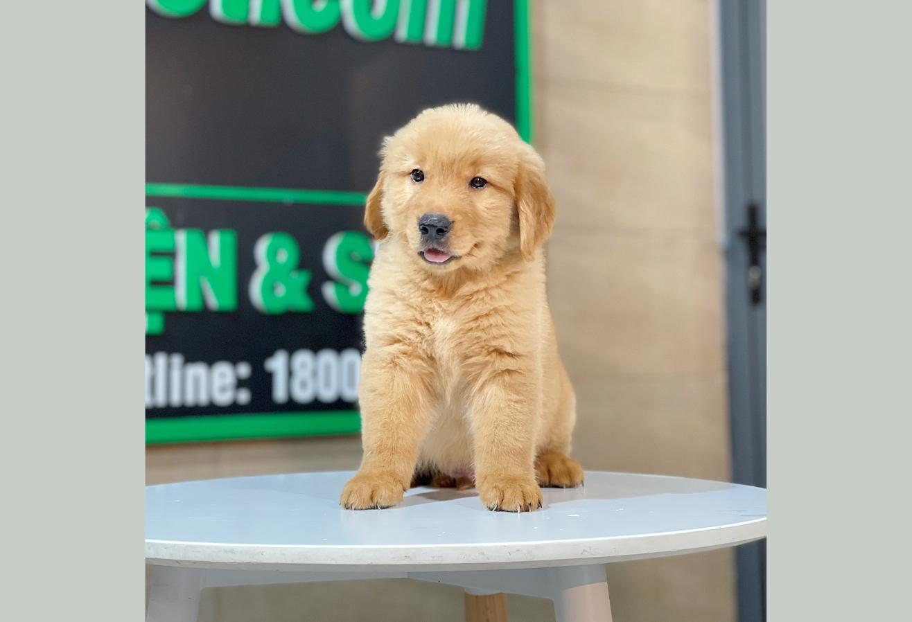 Golden Retriever - Màu Đỏ Bò (MS 04)