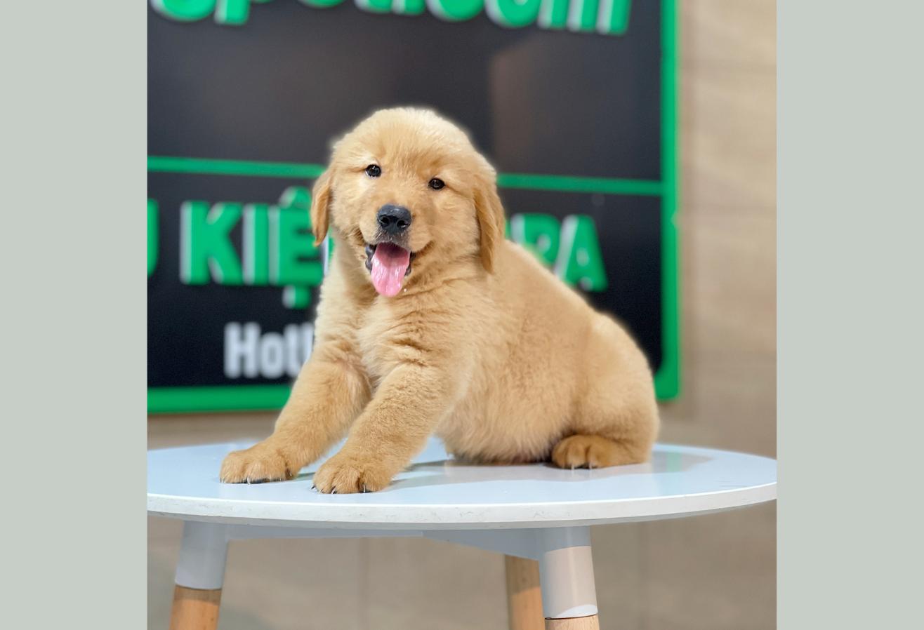 Golden Retriever - Màu Đỏ Bò (MS 04)