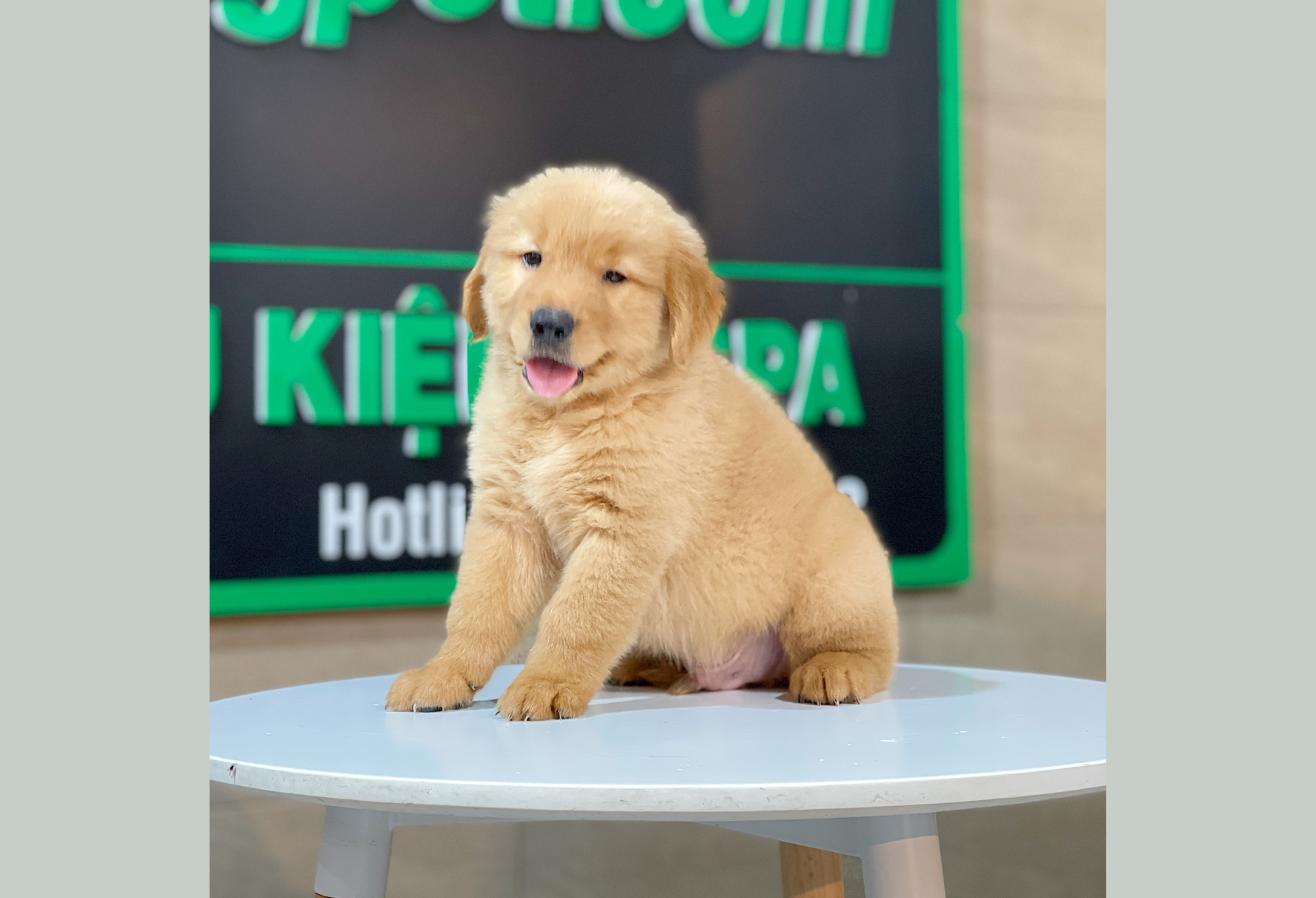 Golden Retriever - Màu Đỏ Bò (MS 04)