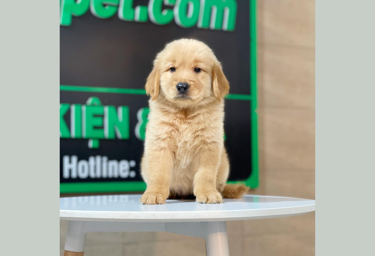 Golden Retriever - Màu Đỏ Bò (MS 05)