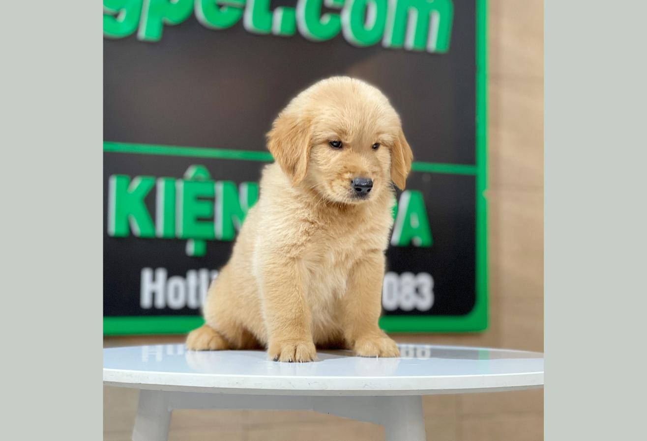Golden Retriever - Màu Đỏ Bò (MS 05)