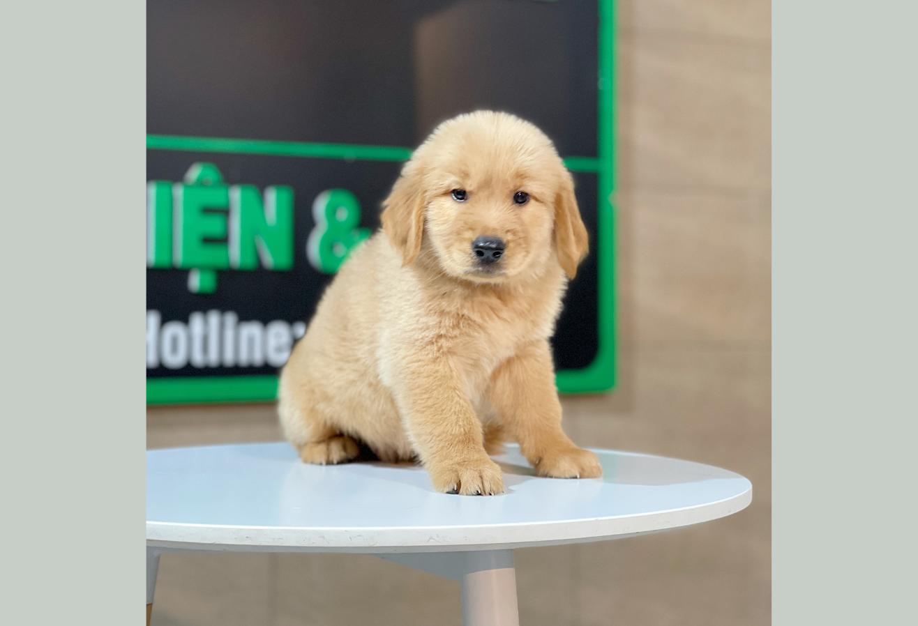 Golden Retriever - Màu Đỏ Bò (MS 05)
