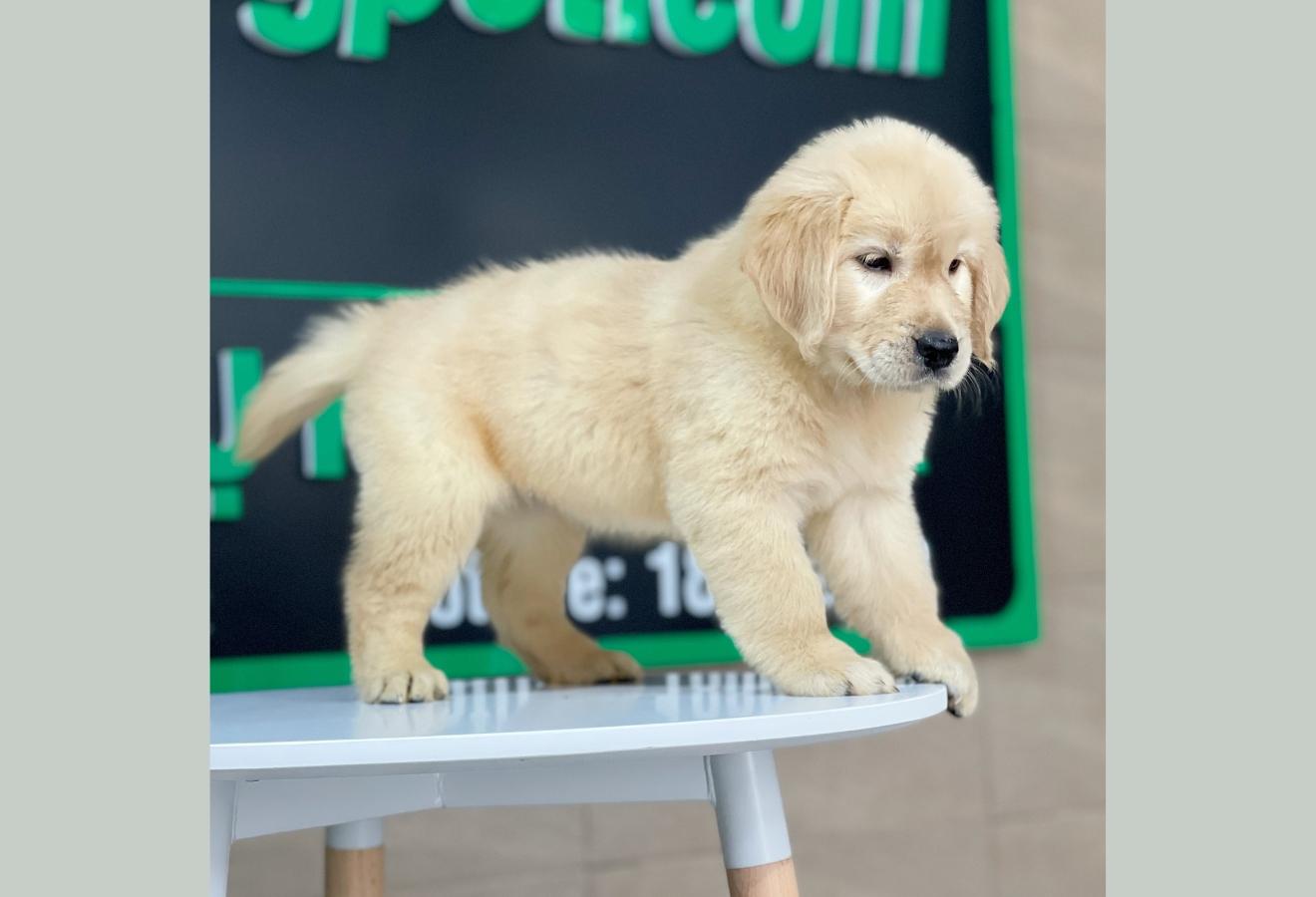 Golden Retriever - Màu Vàng Đậm (MS 21)