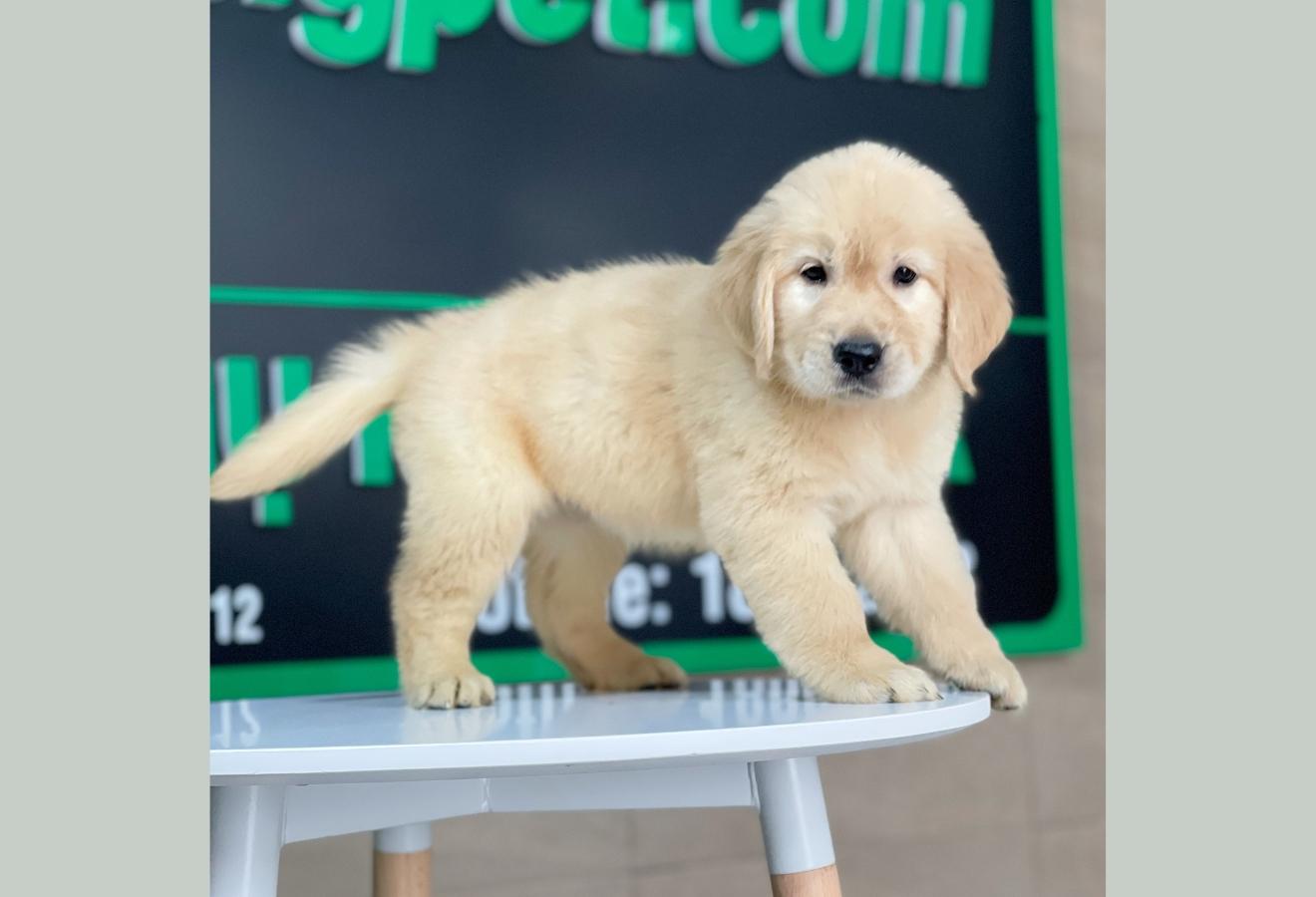Golden Retriever - Màu Vàng Đậm (MS 21)