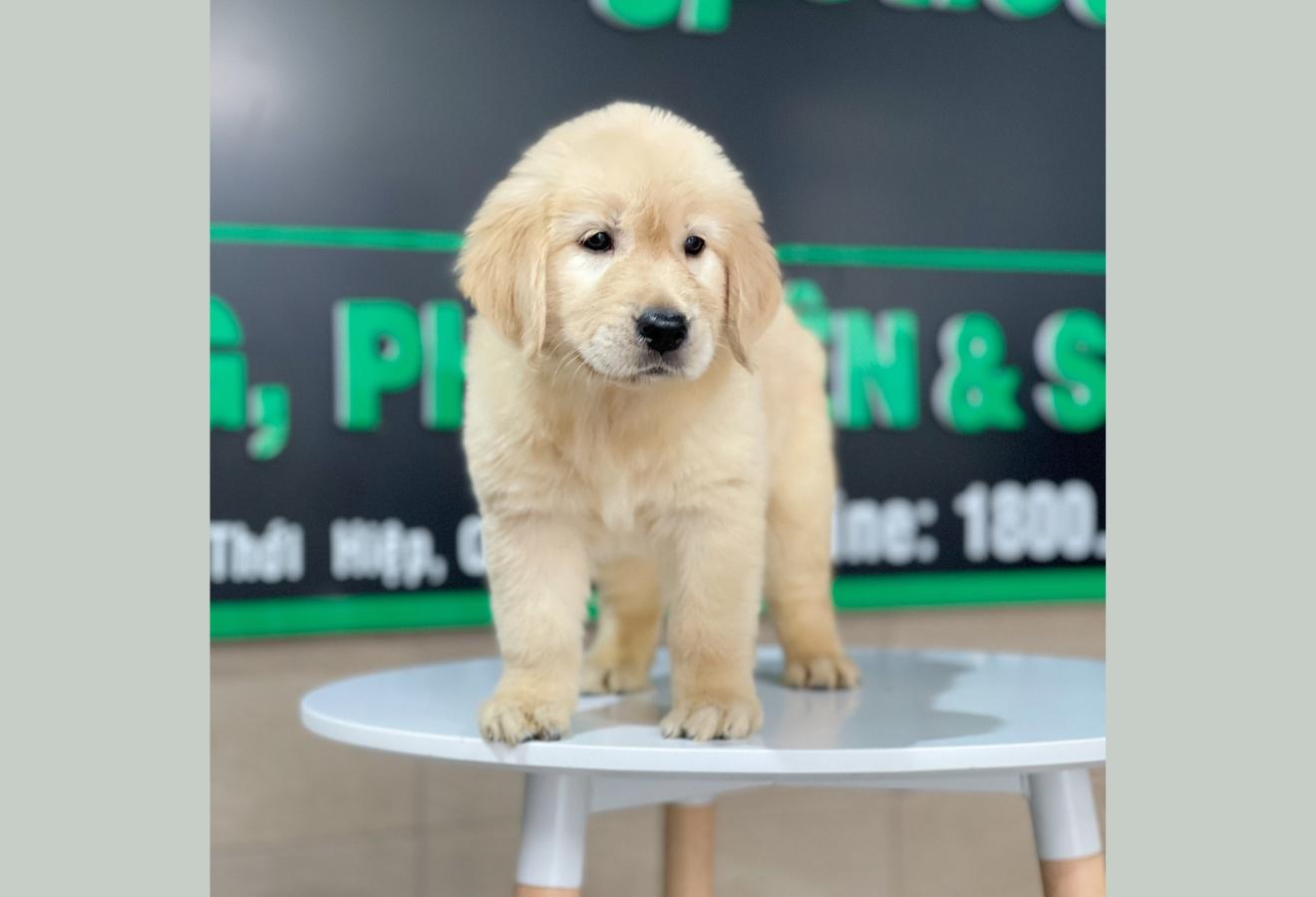 Golden Retriever - Màu Vàng Đậm (MS 21)