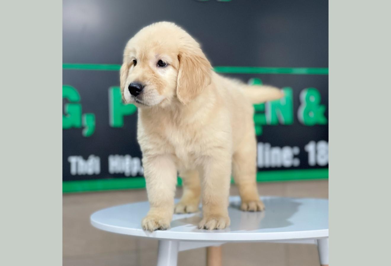 Golden Retriever - Màu Vàng Đậm (MS 21)