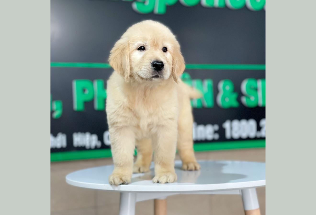 Golden Retriever - Màu Vàng Đậm (MS 21)