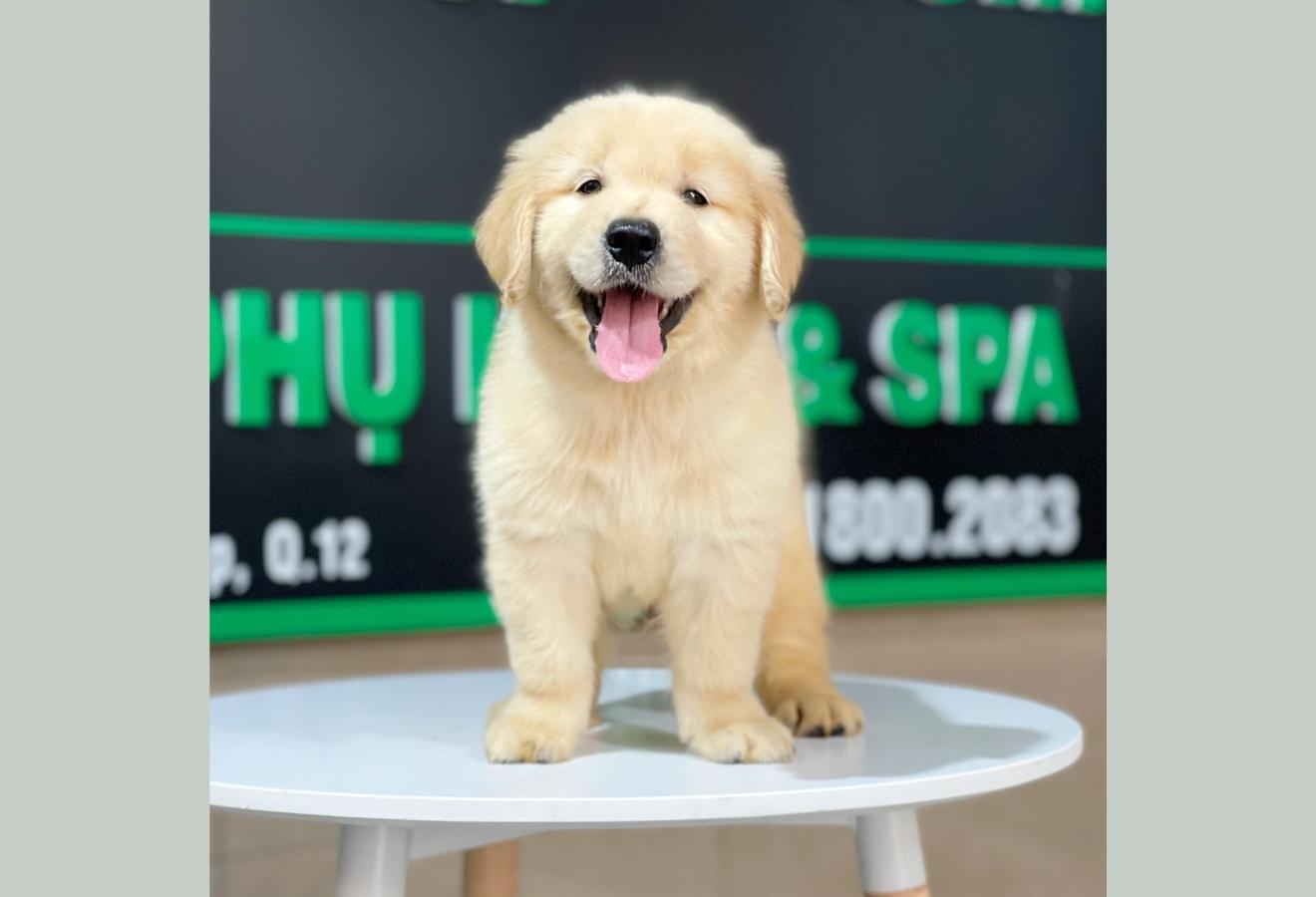 Golden Retriever - Màu Vàng Đậm (MS 22)
