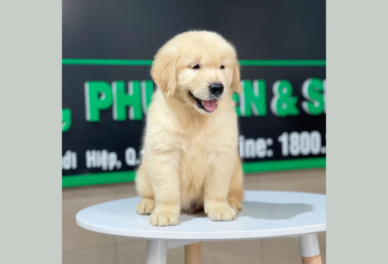 Golden Retriever - Màu Vàng Đậm (MS 22)
