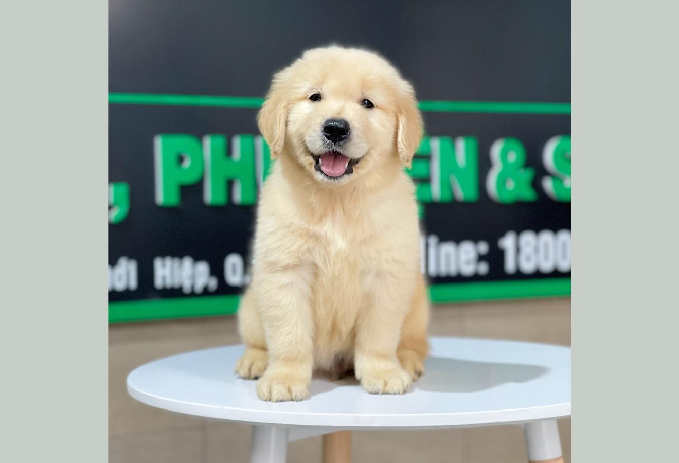 Golden Retriever - Màu Vàng Đậm (MS 22)