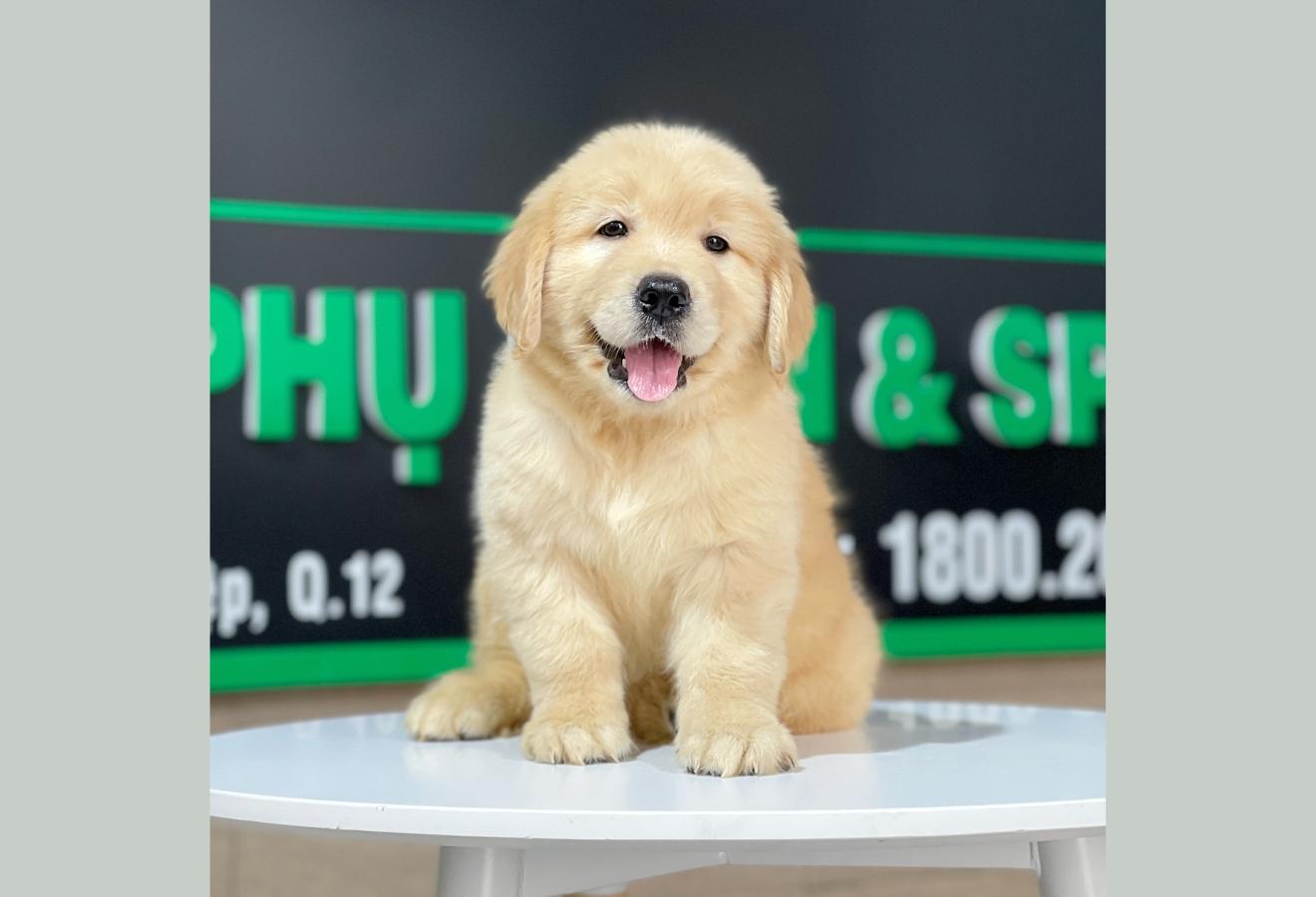 Golden Retriever - Màu Vàng Đậm (MS 23)