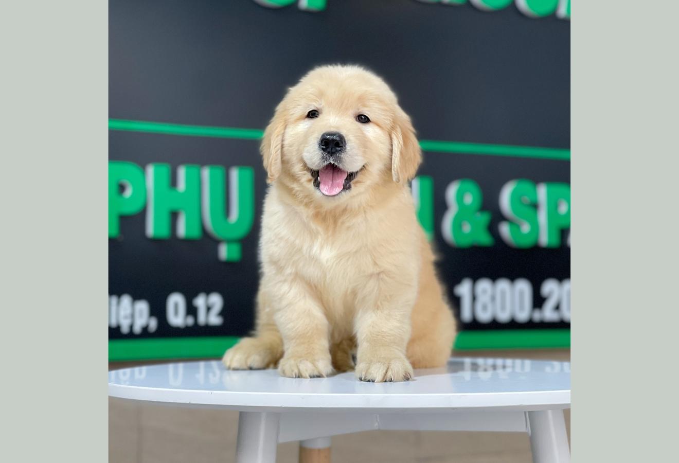 Golden Retriever - Màu Vàng Đậm (MS 23)