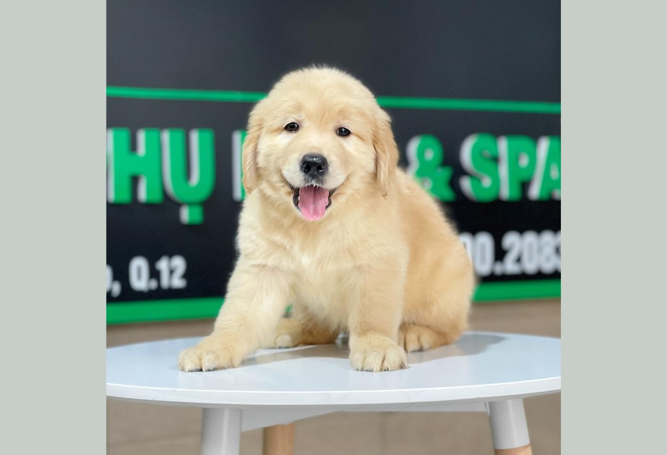 Golden Retriever - Màu Vàng Đậm (MS 23)