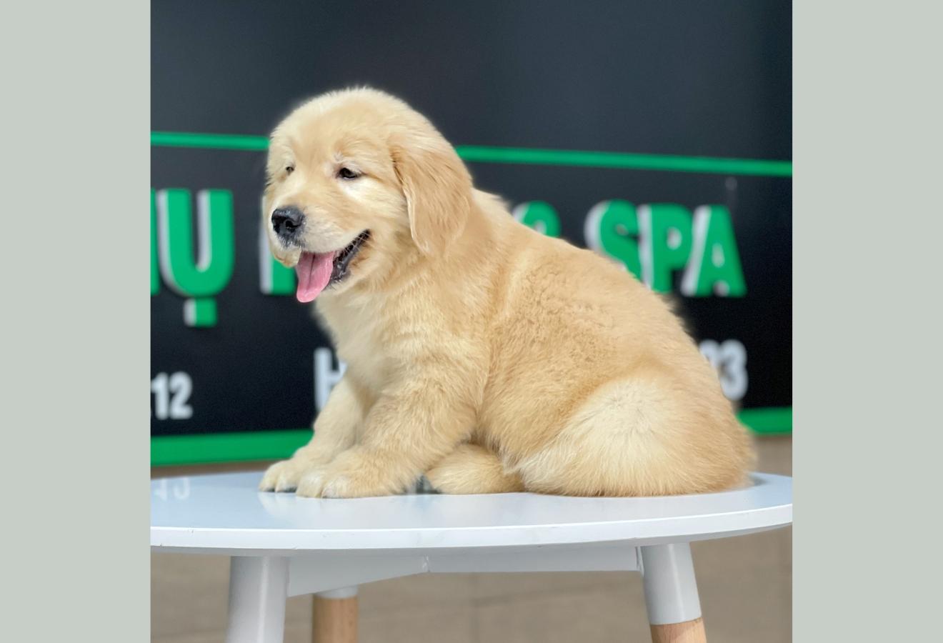 Golden Retriever - Màu Vàng Đậm (MS 23)