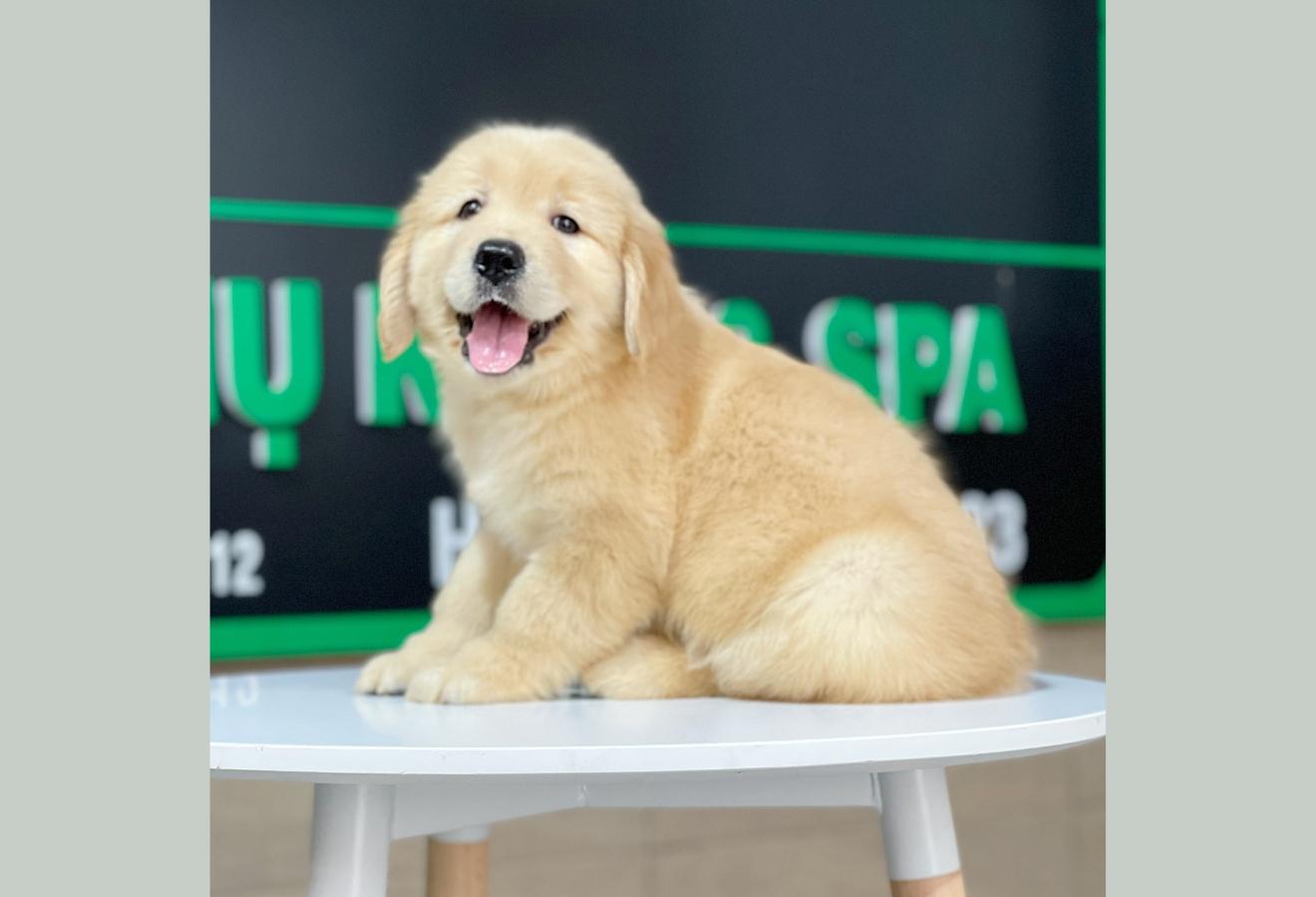 Golden Retriever - Màu Vàng Đậm (MS 23)