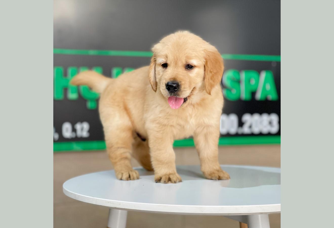 Golden Retriever - Màu Vàng Đậm (MS 27)
