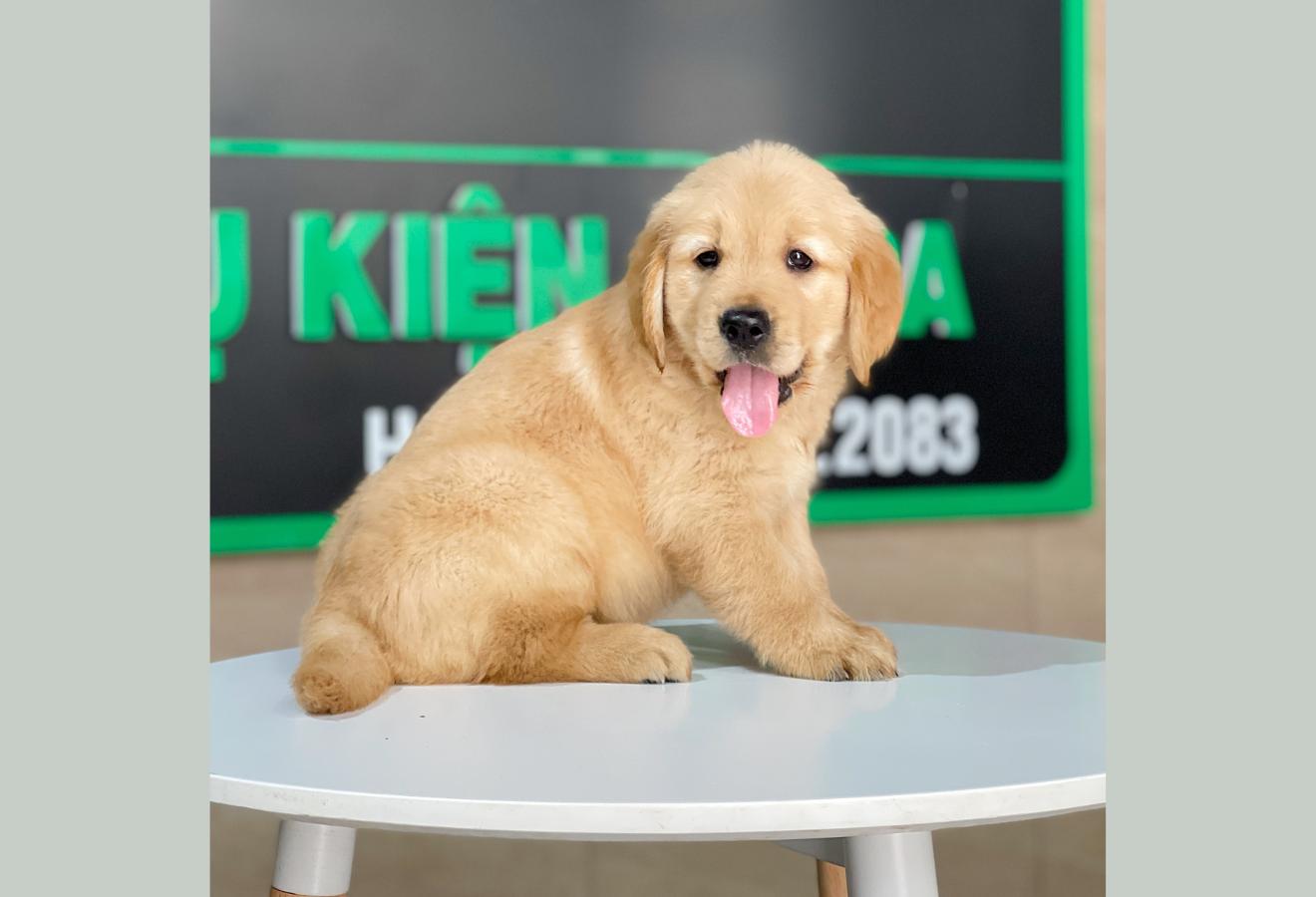 Golden Retriever - Màu Vàng Đậm (MS 27)
