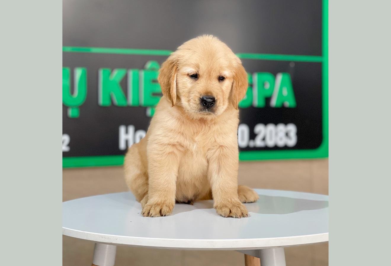 Golden Retriever - Màu Vàng Đậm (MS 27)