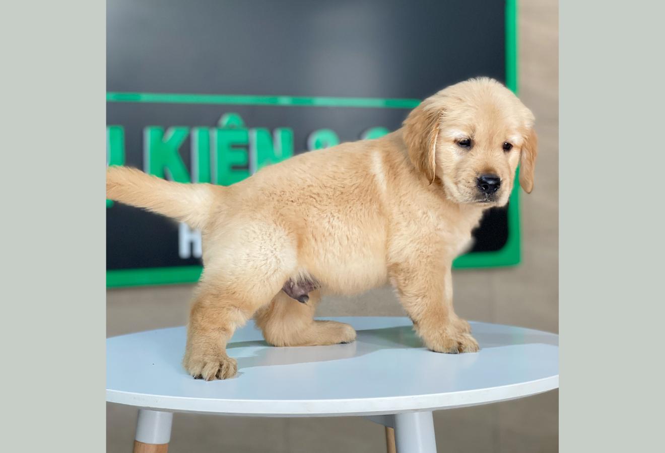 Golden Retriever - Màu Vàng Đậm (MS 27)