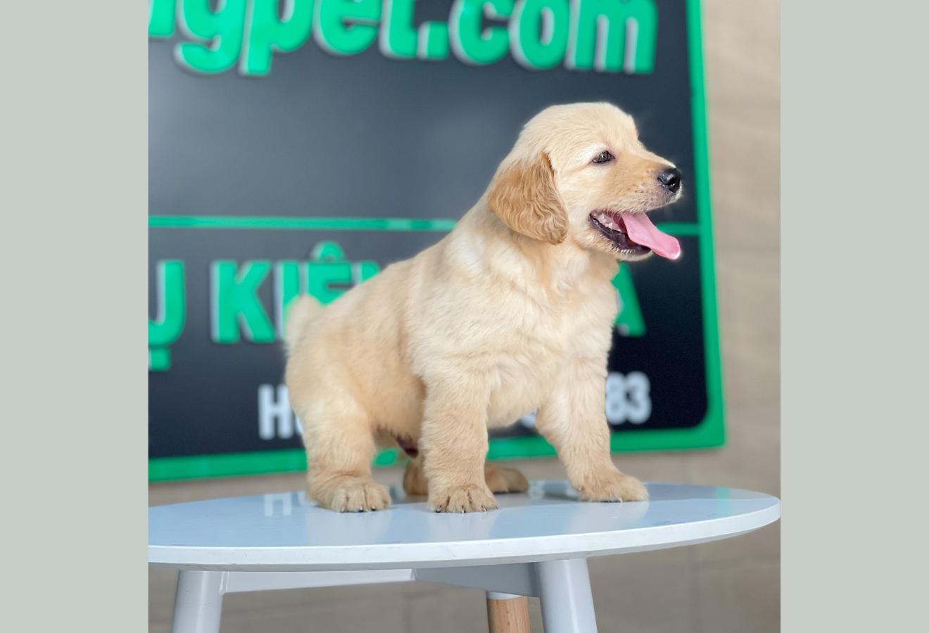 Golden Retriever - Màu Vàng Đậm (MS 29)