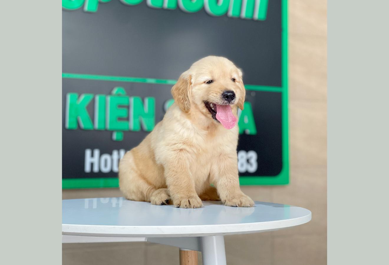 Golden Retriever - Màu Vàng Đậm (MS 29)