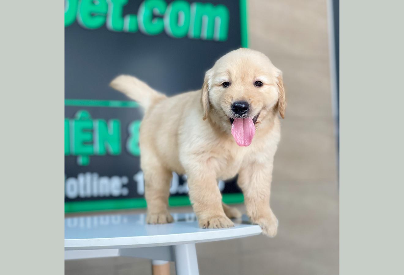 Golden Retriever - Màu Vàng Đậm (MS 29)