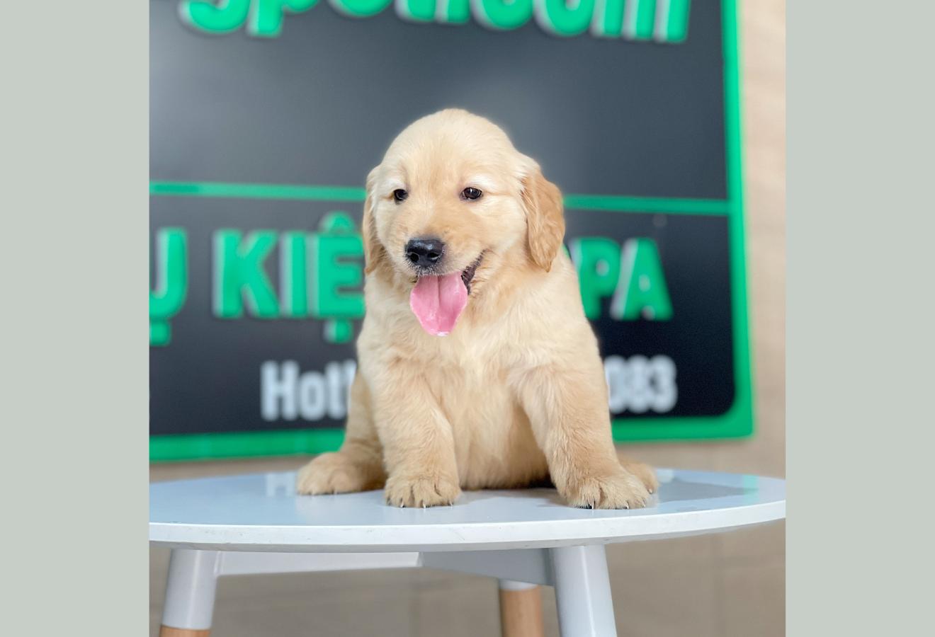 Golden Retriever - Màu Vàng Đậm (MS 29)