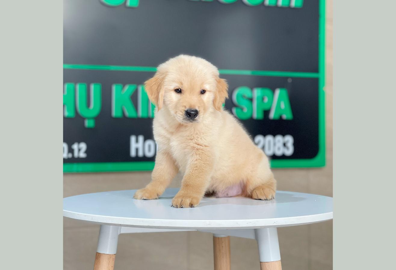 Golden Retriever - Màu Vàng Đậm (MS 30)