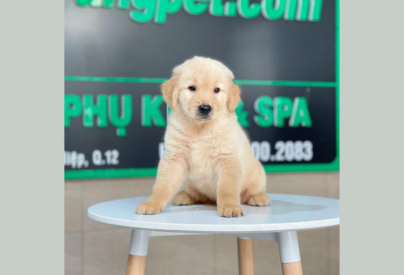 Golden Retriever - Màu Vàng Đậm (MS 30)