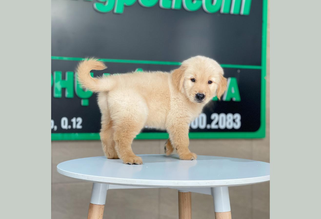 Golden Retriever - Màu Vàng Đậm (MS 30)