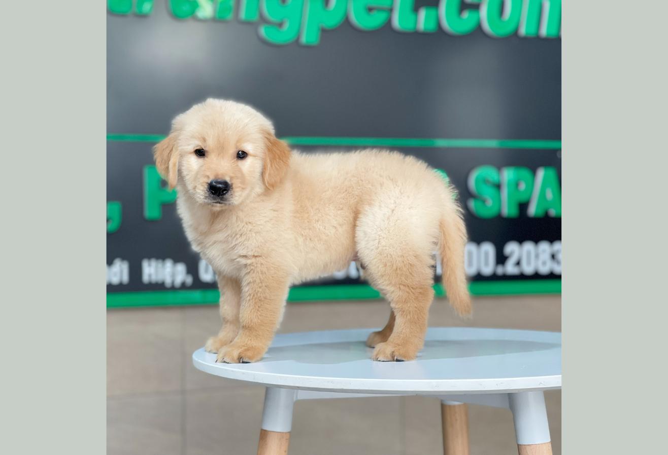 Golden Retriever - Màu Vàng Đậm (MS 30)