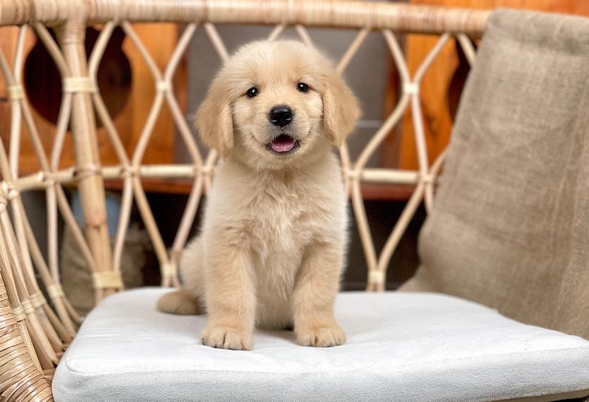 Golden Retriever - Màu Vàng Đậm (MS 31)