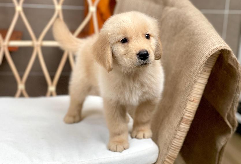Golden Retriever - Màu Vàng Đậm (MS 31)