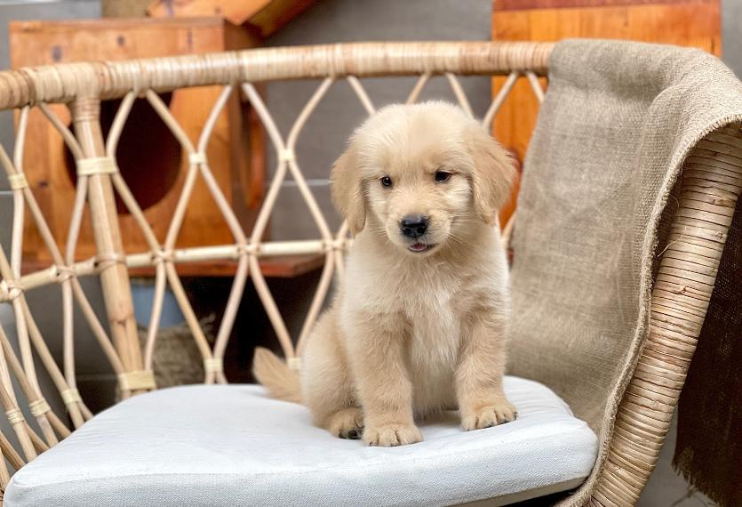 Golden Retriever - Màu Vàng Đậm (MS 31)