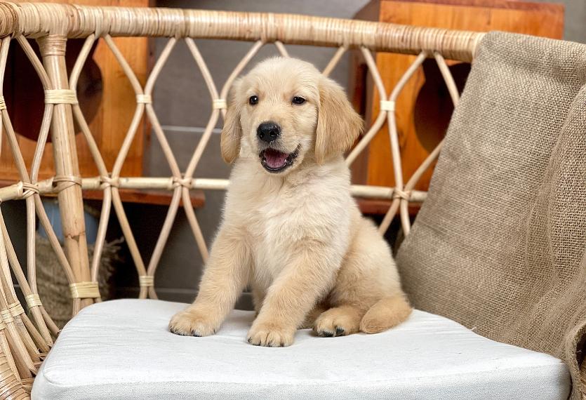 Golden Retriever - Màu Vàng Đậm (MS 32)
