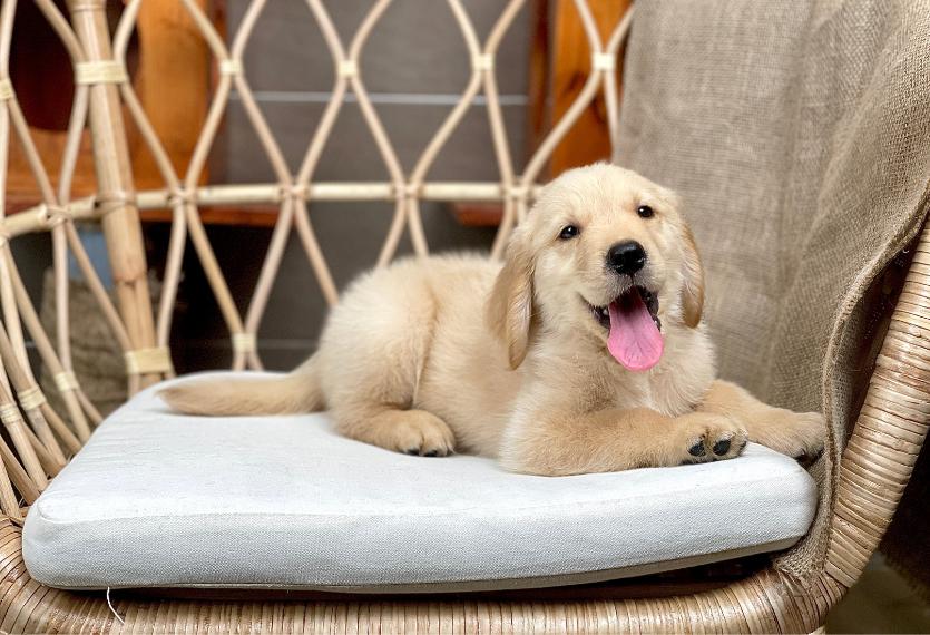 Golden Retriever - Màu Vàng Đậm (MS 33)