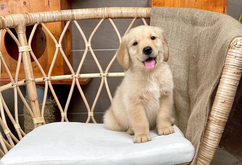 Golden Retriever - Màu Vàng Đậm (MS 33)