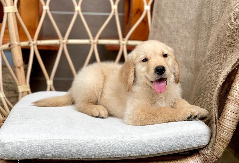 Golden Retriever - Màu Vàng Đậm (MS 33)