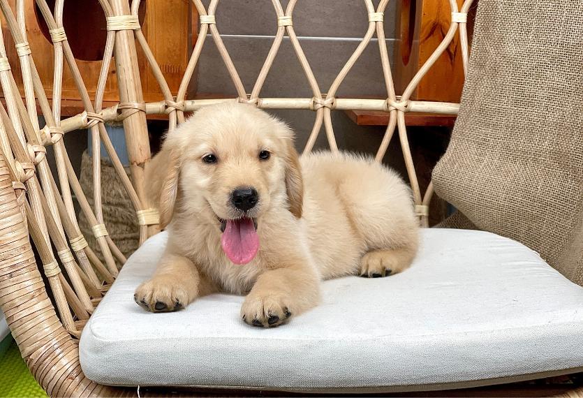 Golden Retriever - Màu Vàng Đậm (MS 33)