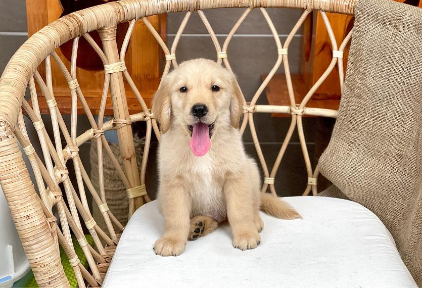 Golden Retriever - Màu Vàng Đậm (MS 33)