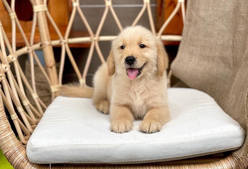 Golden Retriever - Màu Vàng Đậm (MS 34)