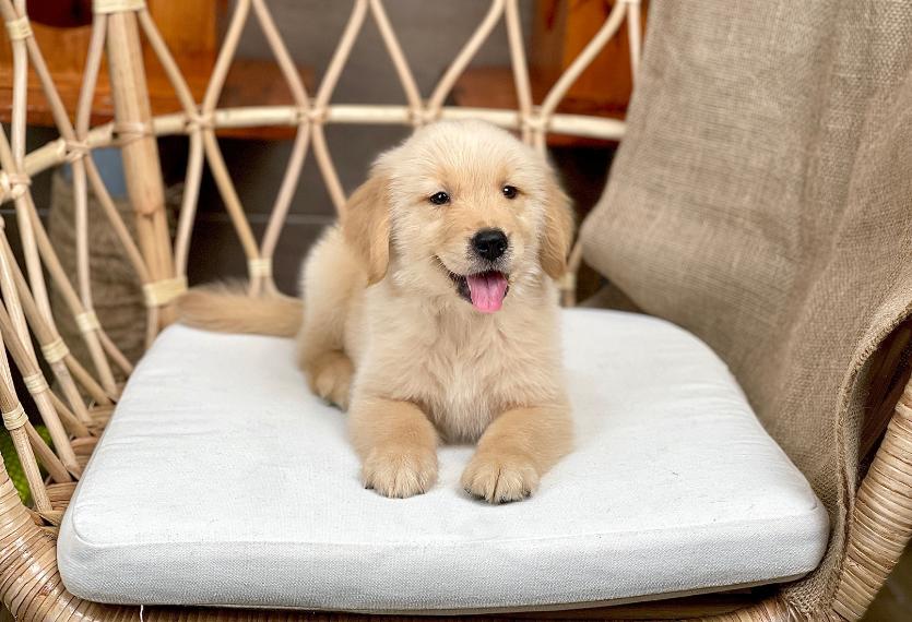 Golden Retriever - Màu Vàng Đậm (MS 34)
