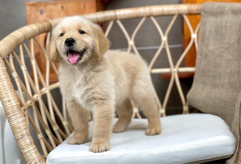 Golden Retriever - Màu Vàng Đậm (MS 34)