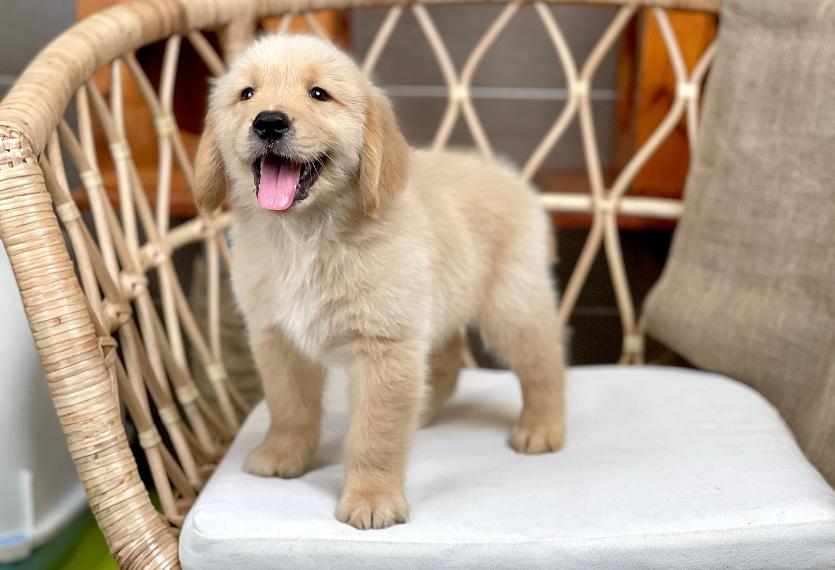 Golden Retriever - Màu Vàng Đậm (MS 34)