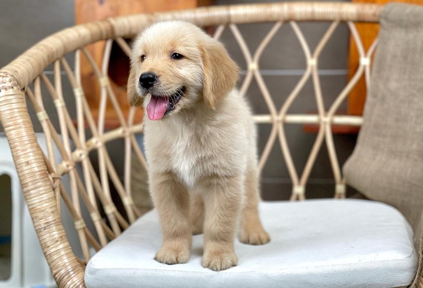 Golden Retriever - Màu Vàng Đậm (MS 34)